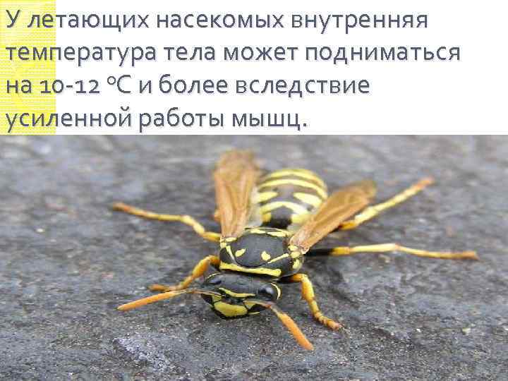 У летающих насекомых внутренняя температура тела может подниматься на 10 -12 o. С и