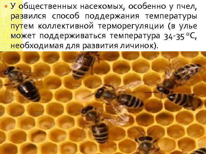  У общественных насекомых, особенно у пчел, развился способ поддержания температуры путем коллективной терморегуляции