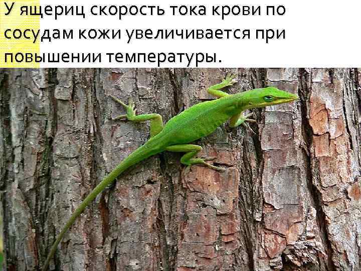 У ящериц скорость тока крови по сосудам кожи увеличивается при повышении температуры. 