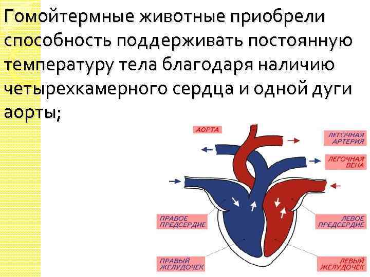 Четырехкамерное сердце наличие диафрагмы кожные покровы. Четерех камерное сердце. Четырехкамерное сердце. Животные способные поддерживать постоянную температуру тела. Четырехкамерное сердце млекопитающих.