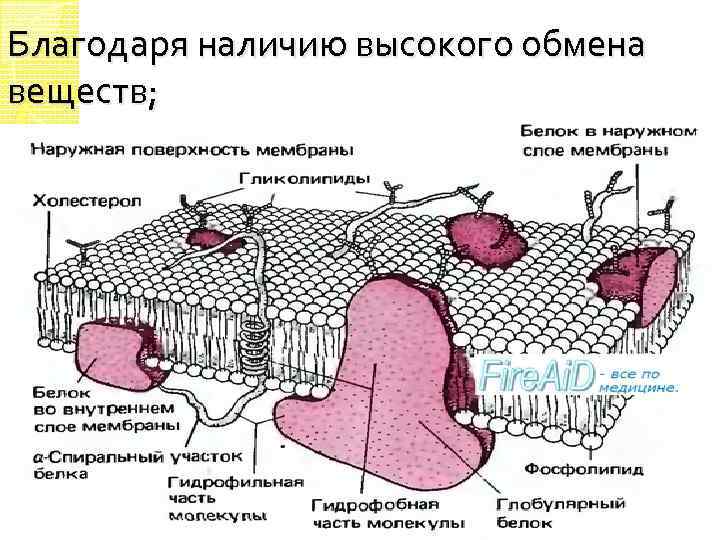 Благодаря наличию высокого обмена веществ; 