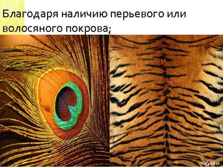 Благодаря наличию перьевого или волосяного покрова; 