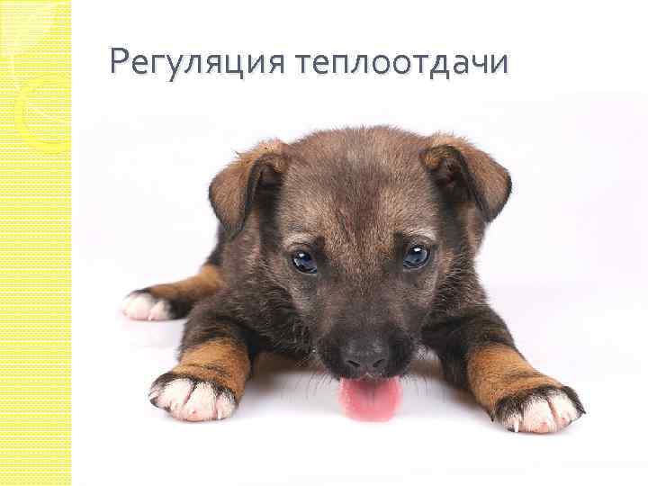 Регуляция теплоотдачи 