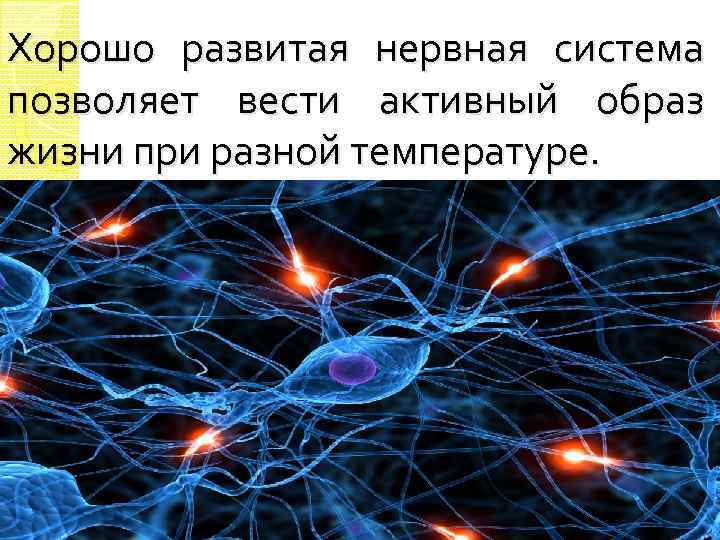 Какую работу выполняет нервная система. Какую работу выполняет нервная система в организме. Какую работу выполняет нервная система 3 класс. Какую работу выполняет нервная система 3 класс окружающий мир.