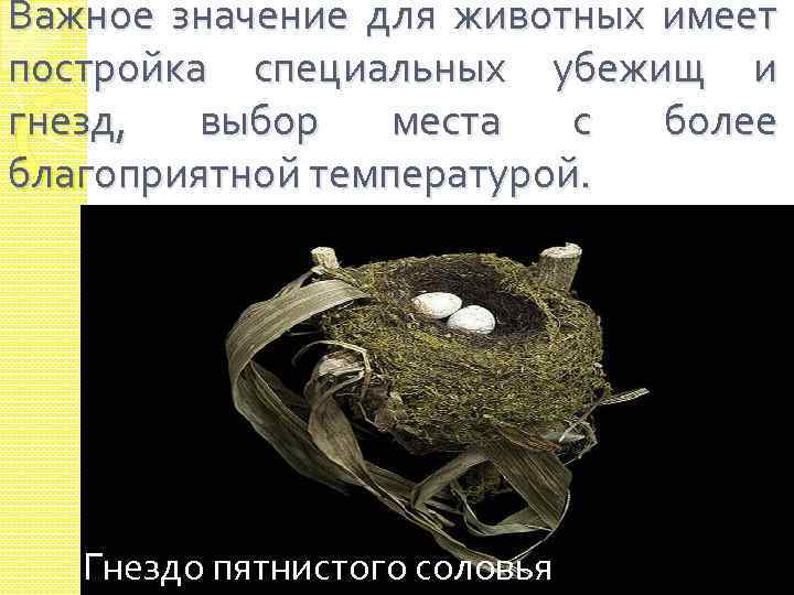 Важное значение для животных имеет постройка специальных убежищ и гнезд, выбор места с более