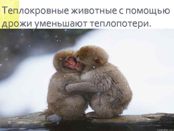 Теплокровные животные с помощью дрожи уменьшают теплопотери. 