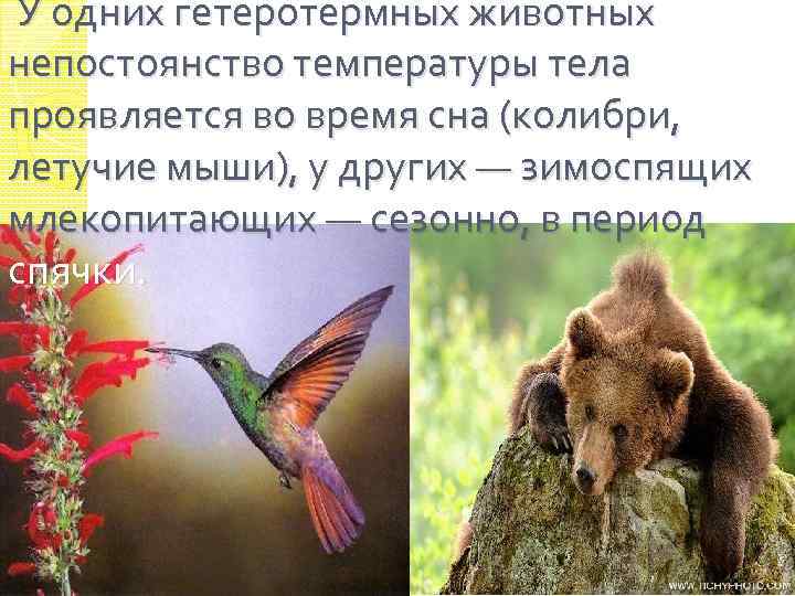  У одних гетеротермных животных непостоянство температуры тела проявляется во время сна (колибри, летучие
