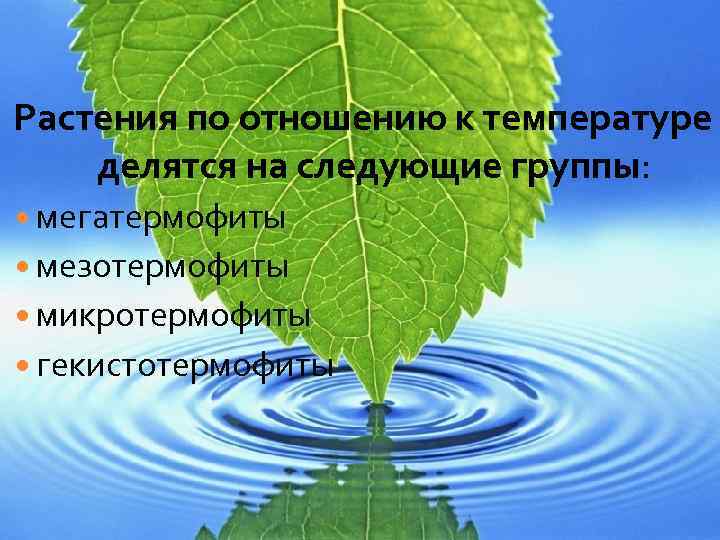 Растения по отношению к температуре делятся на следующие группы: мегатермофиты мезотермофиты микротермофиты гекистотермофиты 