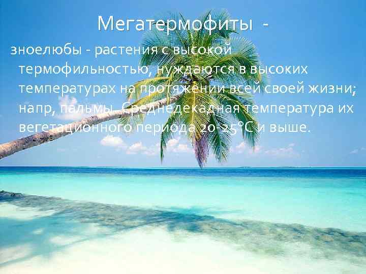 Мегатермофиты зноелюбы - растения с высокой термофильностью, нуждаются в высоких температурах на протяжении всей