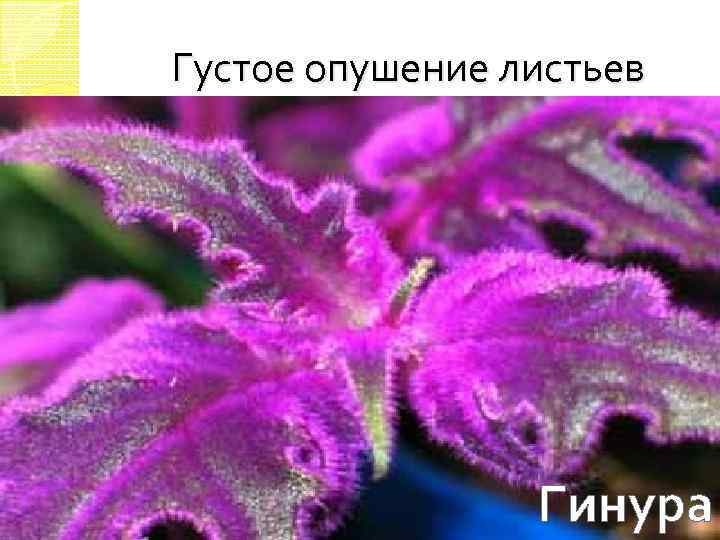 Густое опушение листьев Гинура 