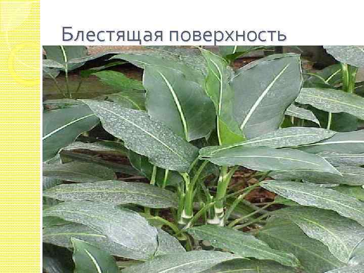 Блестящая поверхность 