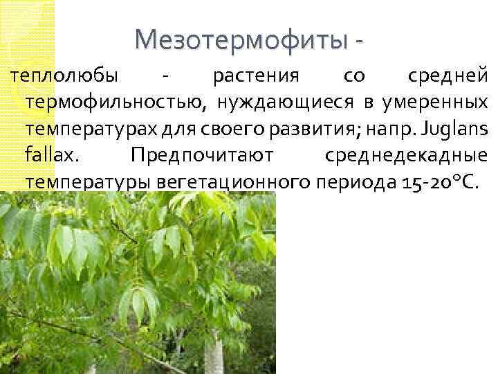 Мезотермофиты теплолюбы - растения со средней термофильностью, нуждающиеся в умеренных температурах для своего развития;