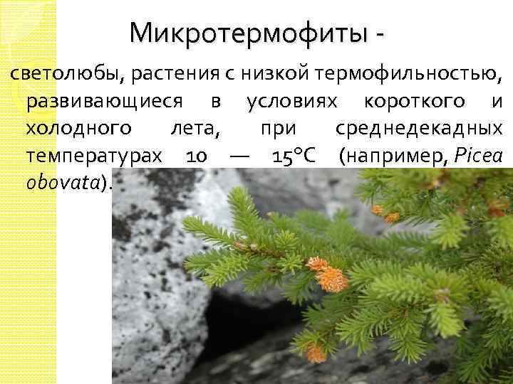 Микротермофиты светолюбы, растения с низкой термофильностью, развивающиеся в условиях короткого и холодного лета, при