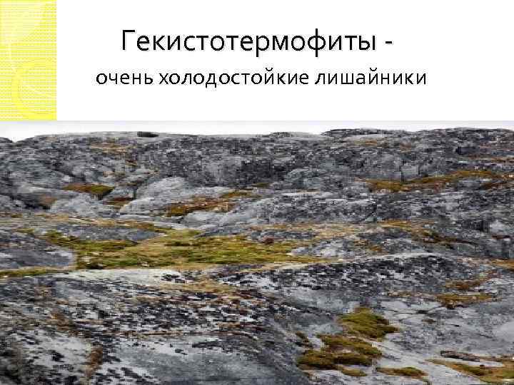 Гекистотермофиты - очень холодостойкие лишайники 