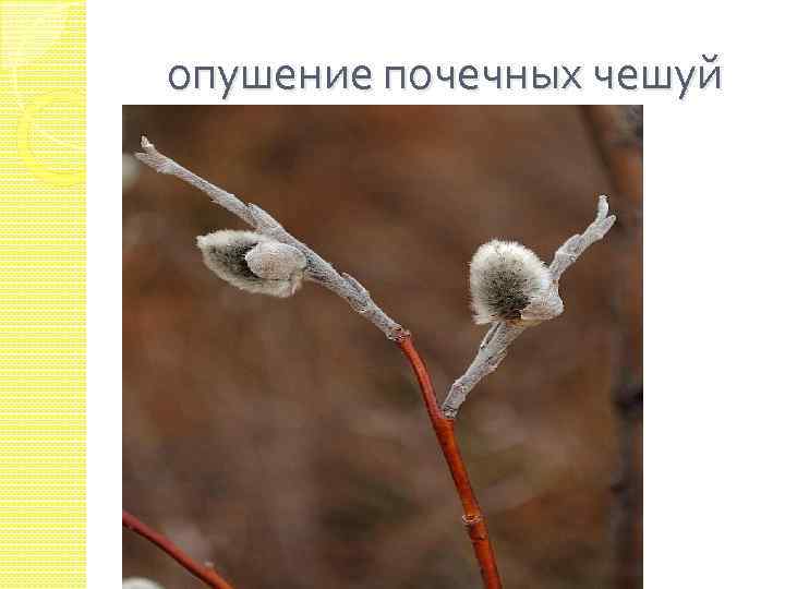 опушение почечных чешуй 