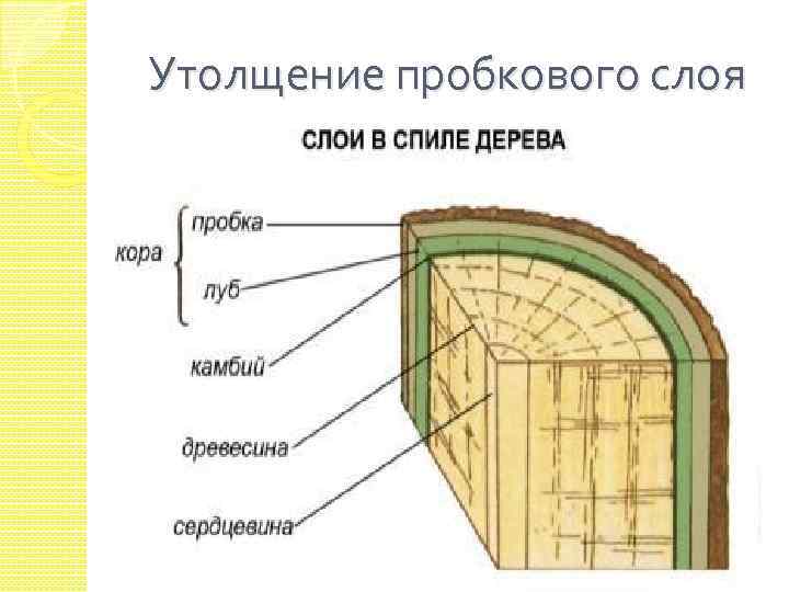 Утолщение пробкового слоя 