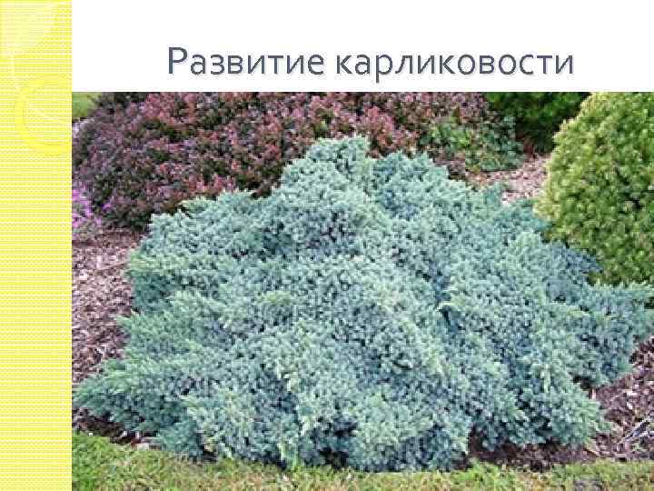 Развитие карликовости 