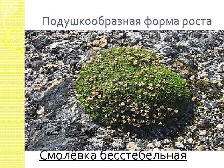 Подушкообразная форма роста Смолёвка бесстебельная 