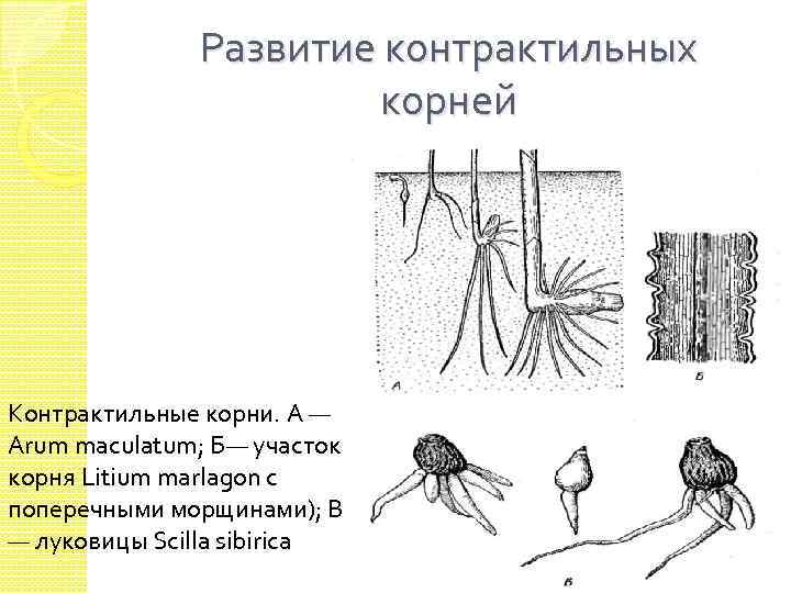 Развитие контрактильных корней Контрактильные корни. А — Arum maculatum; Б— участок корня Litium marlagon