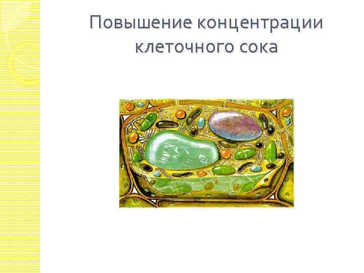 Повышение концентрации клеточного сока 