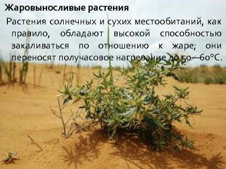 Растения сухих местообитаний