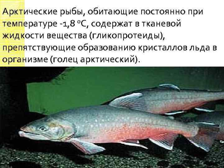 Арктические рыбы, обитающие постоянно при температуре -1, 8 o. С, содержат в тканевой жидкости