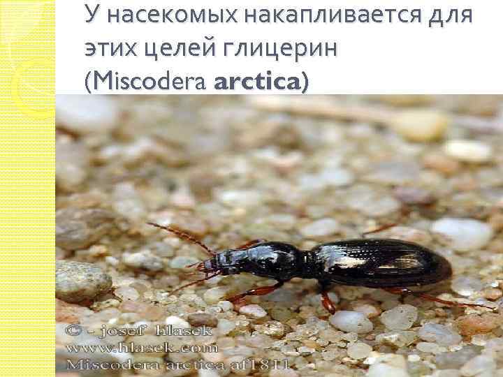 У насекомых накапливается для этих целей глицерин (Miscodera arctica) 