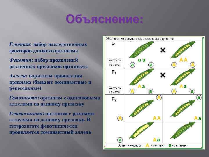 Организм с генотипом образует