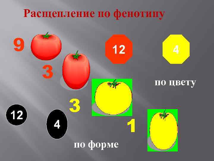 Расщепление по фенотипу 9 12 4 3 12 по цвету 3 4 по форме