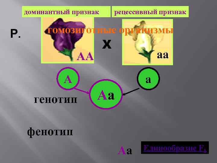 Генотипе доминантного признака