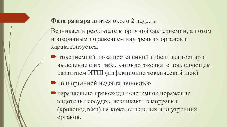 Фаза разгара длится около 2 недель. Возникает в результате вторичной бактериемии, а потом и