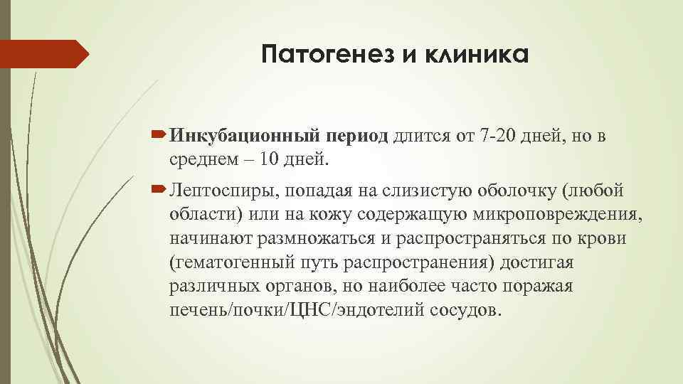 Патогенез и клиника Инкубационный период длится от 7 -20 дней, но в среднем –