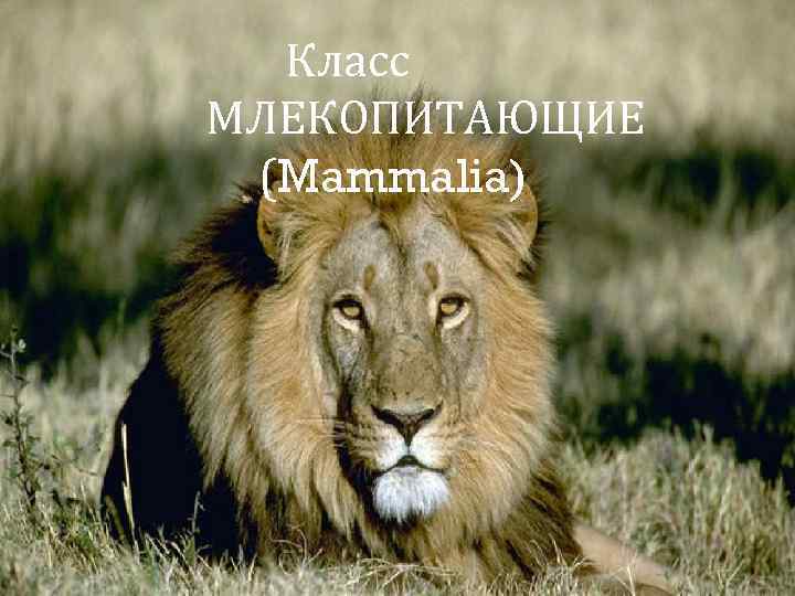 Класс МЛЕКОПИТАЮЩИЕ (Mammalia) 