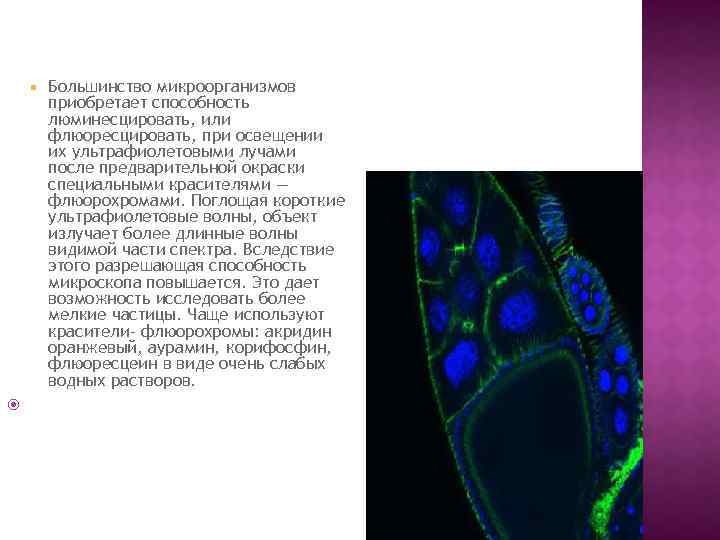 Большинство бактерий можно увидеть. Флюоресцирующий зеленый механодолгоног. К флюорохромам относят следующие красители:. Сперматозоиды при окраске флюорохромами. Флюоресцеин обладает способностью.