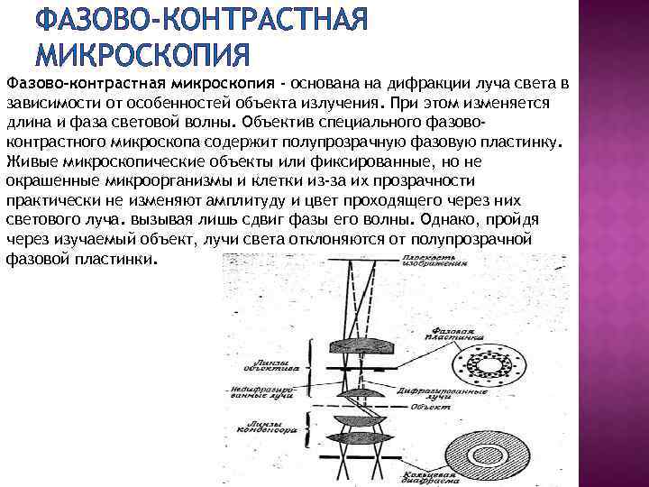 ФАЗОВО-КОНТРАСТНАЯ МИКРОСКОПИЯ Фазово-контрастная микроскопия - основана на дифракции луча света в зависимости от особенностей