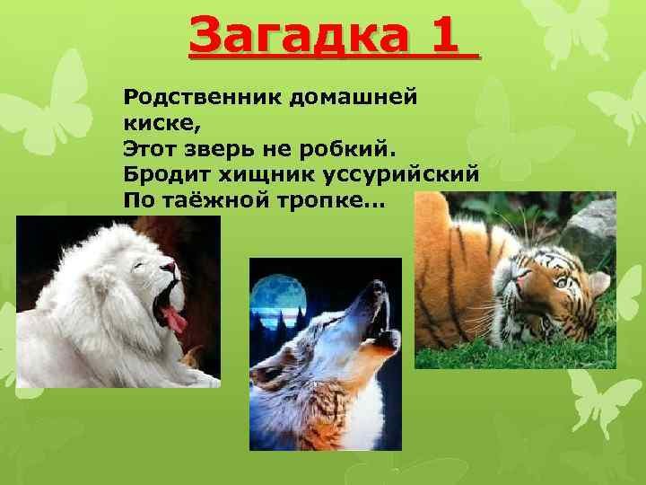 Загадка 1 Родственник домашней киске, Этот зверь не робкий. Бродит хищник уссурийский По таёжной