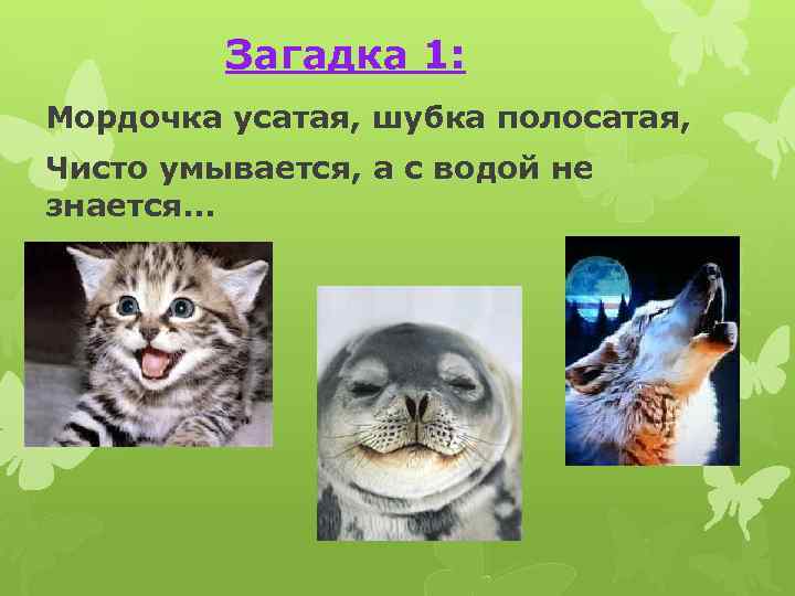 Загадка 1: Мордочка усатая, шубка полосатая, Чисто умывается, а с водой не знается… 