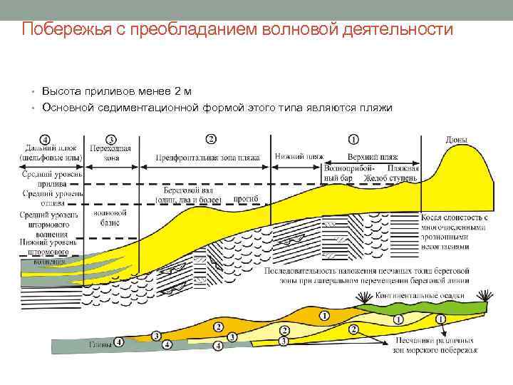 Побережья с преобладанием волновой деятельности • Высота приливов менее 2 м • Основной седиментационной