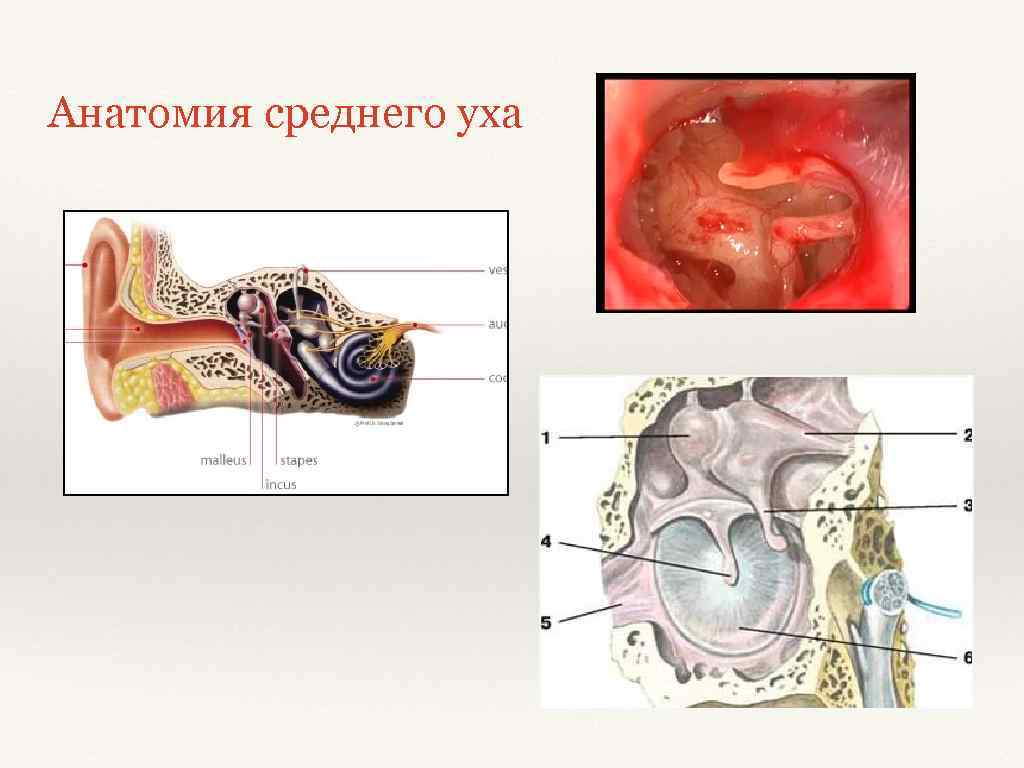 Анатомия среднего уха