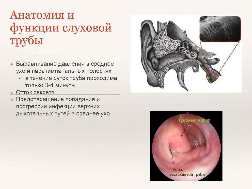 Анатомия и функции слуховой трубы ❖ ❖ ❖ Выравнивание давления в среднем ухе и