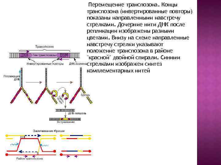  Перемещение транспозона. Концы транспозона (инвертированные повторы) показаны направленными навстречу стрелками. Дочерние нити ДНК