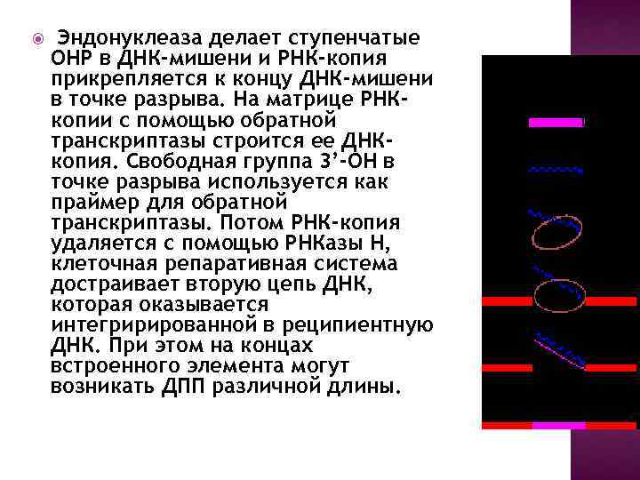  Эндонуклеаза делает ступенчатые ОНР в ДНК-мишени и РНК-копия прикрепляется к концу ДНК-мишени в