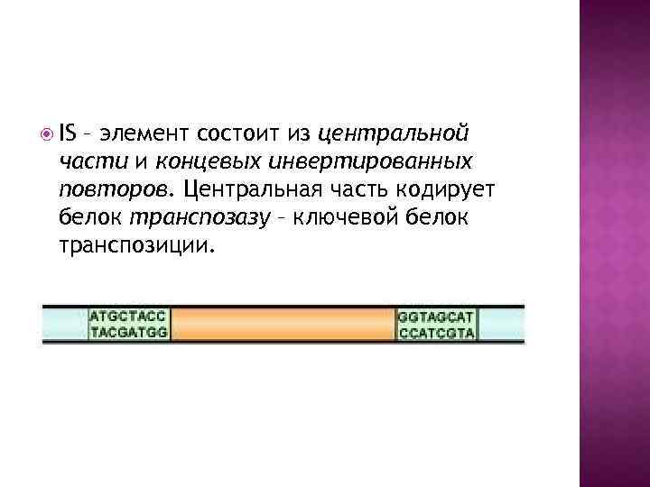  IS – элемент состоит из центральной части и концевых инвертированных повторов. Центральная часть