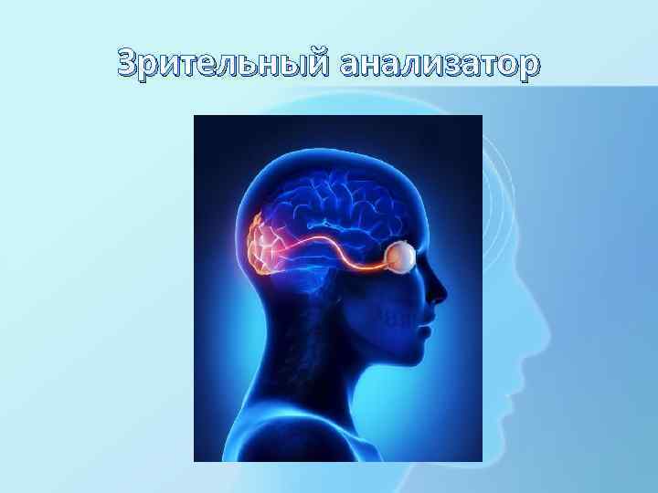 Зрительный анализатор 