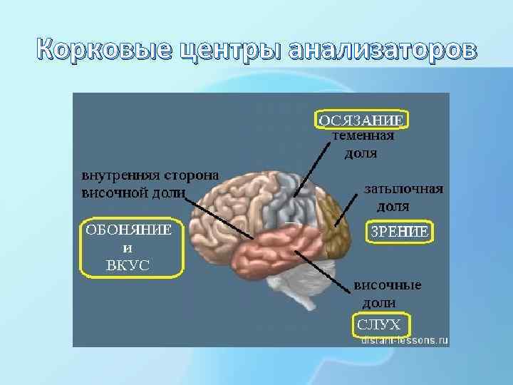 Корковые центры анализаторов 