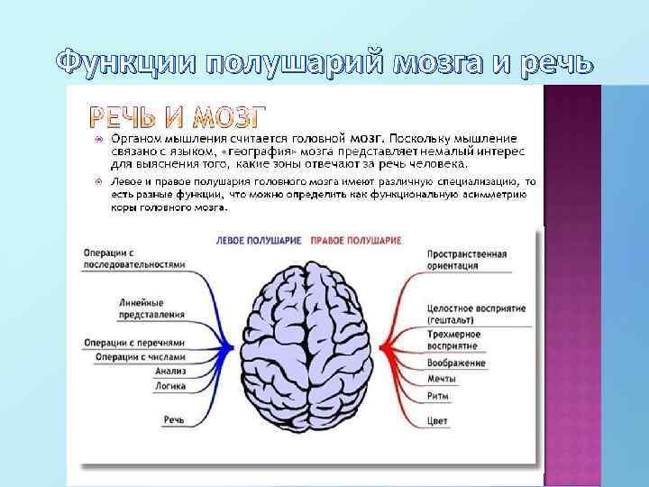 Функции полушарий мозга и речь 