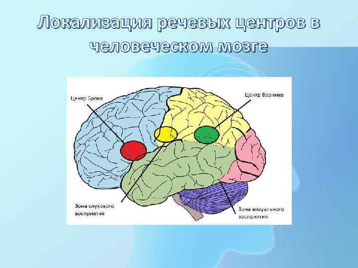 Локализация речевых центров в человеческом мозге 