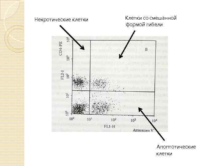 Некротические клетки Клетки со смешанной формой гибели Апоптотические клетки 