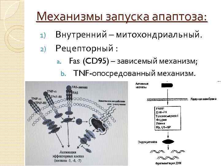 Нарисуйте схему гибели клеток мишеней по механизму апоптоза