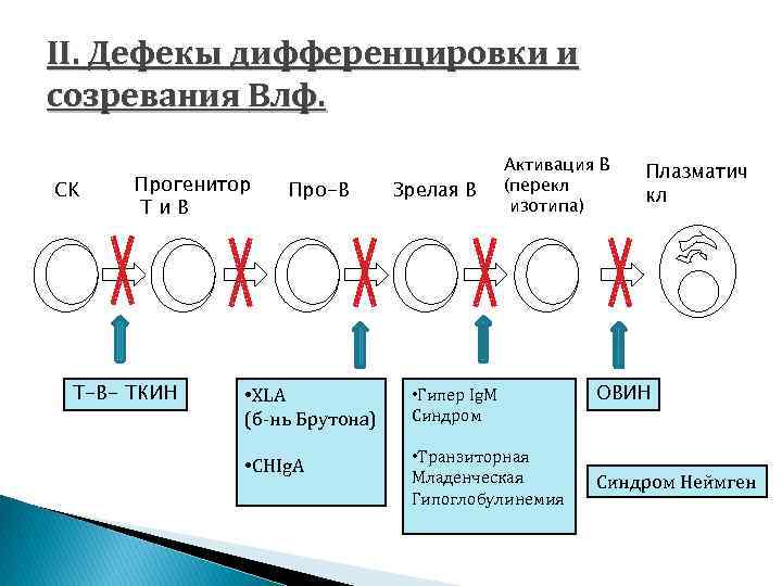 II. Дефекы дифференцировки и созревания Bлф. CK Прогенитор Ти. В Т-В- ТКИН Про-В Зрелая